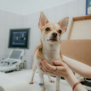 Identification chien / chat