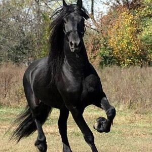 Identification des chevaux